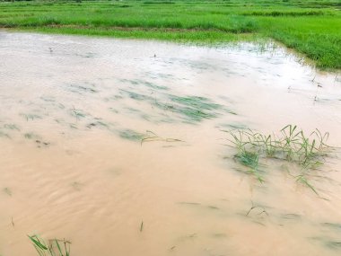 Tarım Pirinç tarlası sağanak yağış sonrasında hasar gördü