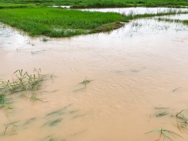 Tarım Pirinç tarlası sağanak yağış sonrasında hasar gördü