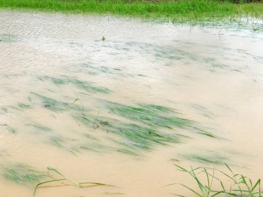 Tarım Pirinç tarlası sağanak yağış sonrasında hasar gördü