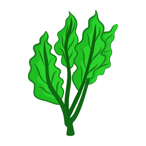 Ilustración aislada de col china verde fresca en respaldo blanco — Vector de stock