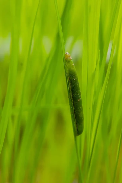 Upadek armyworm Spodoptera frugiperda na liście ryżu. liście ryżu — Zdjęcie stockowe