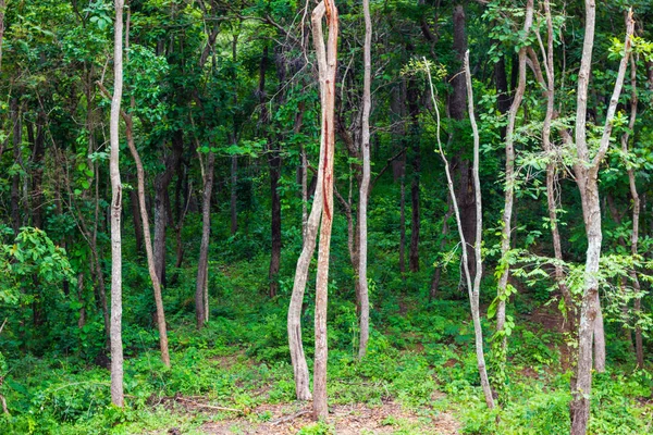 Lesní krajina se stromy rostoucími na horských svazích — Stock fotografie