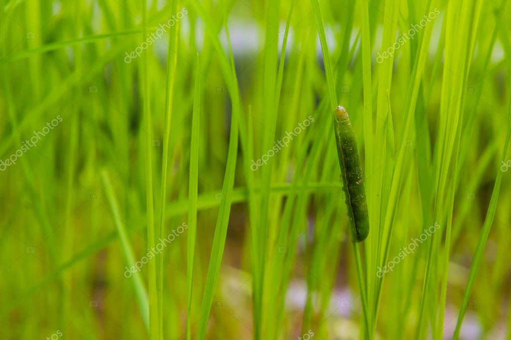 gusano cogollero Spodoptera frugiperda en la hoja de arroz. Hojas de arroz 2023
