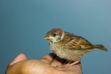 insan elinde ev serçe