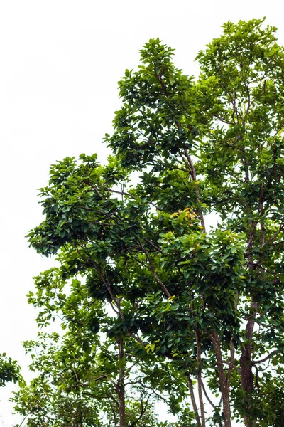 Hojas y ramas verdes aisladas sobre fondo blanco — Foto de Stock