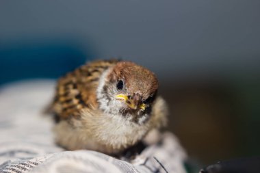 Ev serçesinin kapatılması (Passer domesticus)