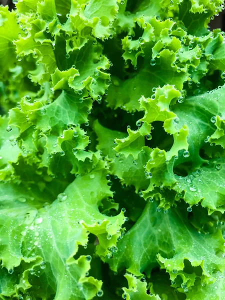 Fresh green lettuce salad leaves with dew drops. natural green b