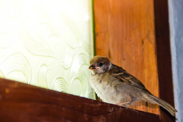 Close up of house sparrow (Passer domesticus) — Stock Photo, Image