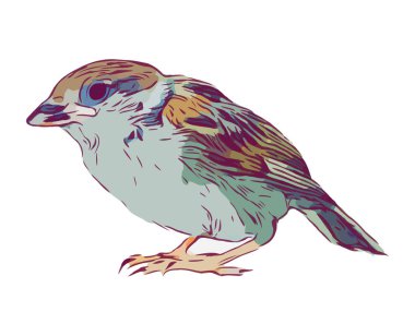 Beyaz arka plan üzerinde kuş eli çizilmiş izole illüstrasyon