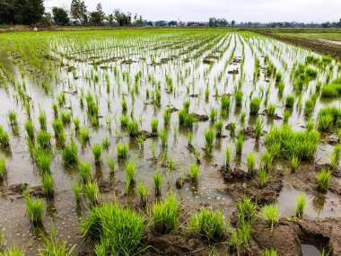 çeltik tarlasında pirinç yetişiyor