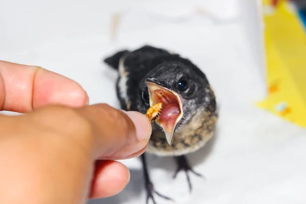 Menschliche Handfütterung Junge Elster Oder Pica Pica Füttern — Stockfoto