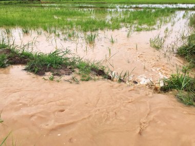 Tarım Pirinç tarlası sağanak yağış sonrasında hasar gördü