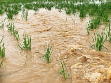 Tarım Pirinç tarlası sağanak yağış sonrasında hasar gördü