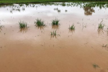 Tarım Pirinç tarlası sağanak yağış sonrasında hasar gördü