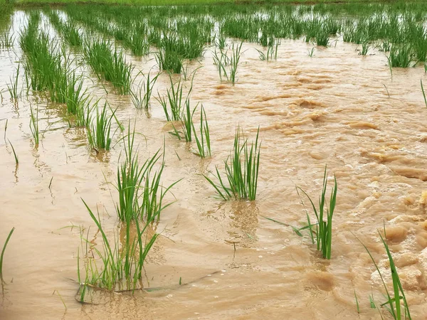 Agriculture Rice field flooded damage after heavy rain