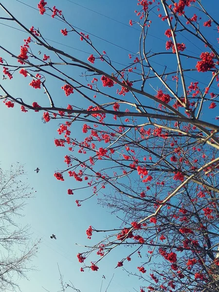 Printemps Sur Mon Arbre — Photo