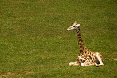 Genç zürafa çimenlerde oturuyor.