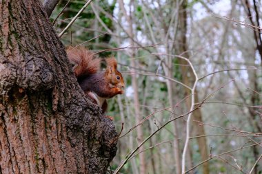 Sincap ağaca tırmanıyor ve yemek yiyor.