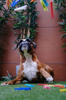 Kahverengi ve beyaz boksör köpeği renkli mandallarla oynuyor.