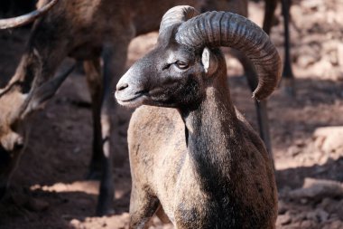 Ormanda büyük boynuzları olan Mouflon portresi.