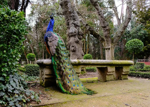 Peacock Egy Padon Egy Városi Kertben — Stock Fotó