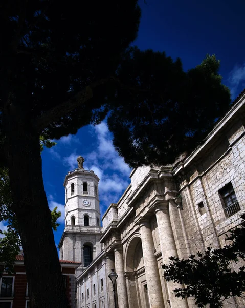 Valladolid katedrali mavi gökyüzü olan bir ağacın altında çerçevelenmiş.