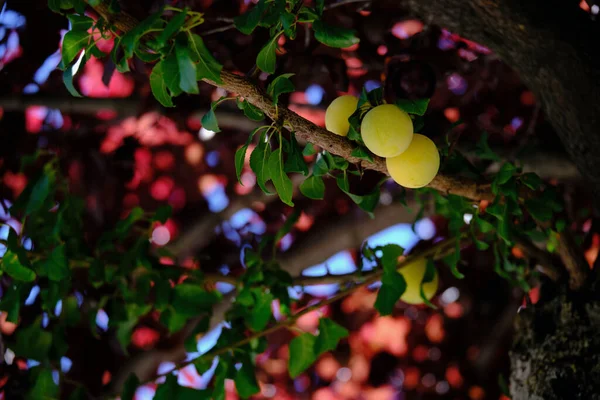 Желтые Сливы Зелеными Фиолетовыми Листьями — стоковое фото