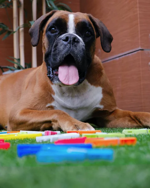 Kahverengi ve beyaz boksör köpeği renkli mandallarla oynuyor.