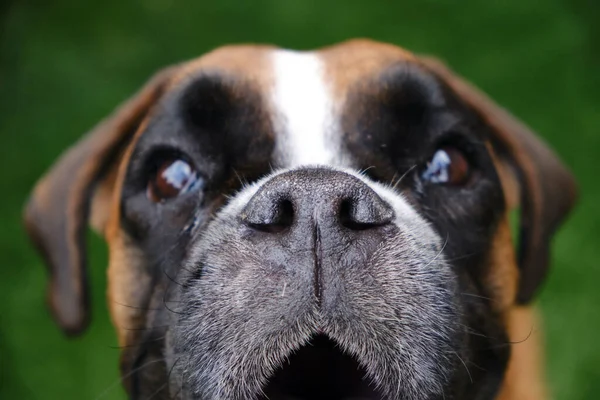 Bir boksör köpeğinin portresi.