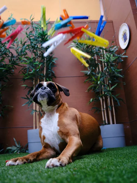 Kahverengi ve beyaz boksör köpeği renkli mandallarla oynuyor.