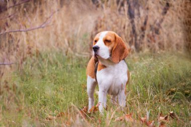 Av köpeği bir çayırda duruyor ve sonbaharda çimlerin kenarına bakıyor.