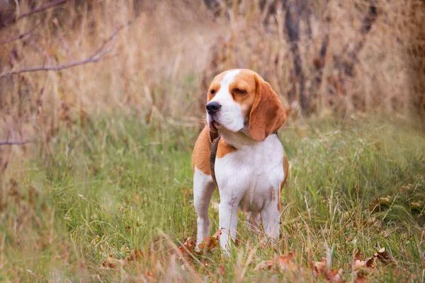 Av köpeği bir çayırda duruyor ve sonbaharda çimlerin kenarına bakıyor.