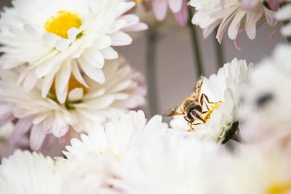 Makro Pszczoły Białym Chryzantemie — Zdjęcie stockowe