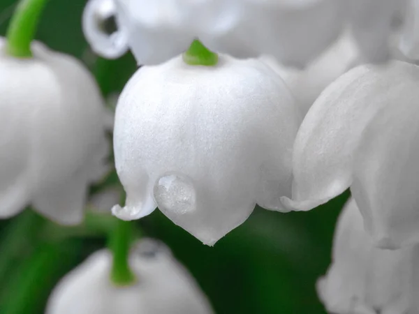 Macro Lírio Beatiful Flor Branca Com Uma Gota Com Foco — Fotografia de Stock