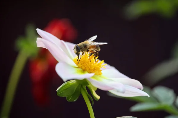 Makro Pszczoła Duży Biały Kwiat Dahlia Rozmytym Tle Kwiat Karta — Zdjęcie stockowe
