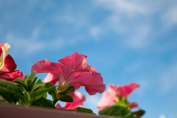 Petunia Florece Contra Cielo Foto Abajo Copiar Espacio —  Fotos de Stock