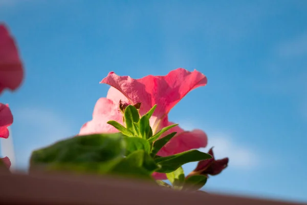 Petunia Flowers Sky Photo Copy Space — Stock Photo, Image