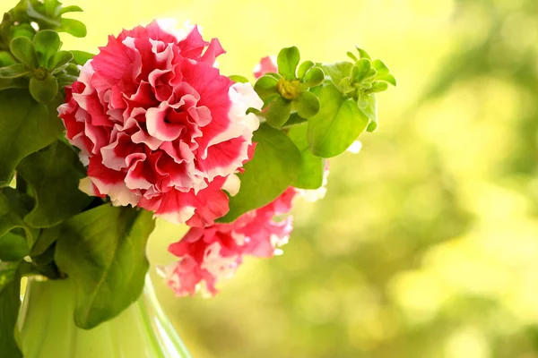 Bouquet Blühender Petunien Einer Gläsernen Grünen Vase — Stockfoto