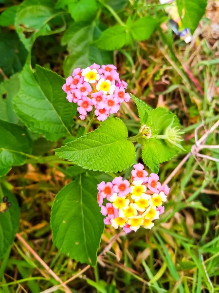 Flor Combinada Cor Rosa Amarela Encontrada Meu Jardim — Fotografia de Stock