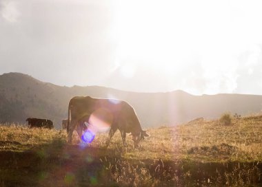 İnekler hasat edilen buğday tarlasında otluyor