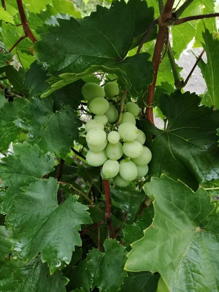 Grapes Growing Branch Nature — Stock Photo, Image