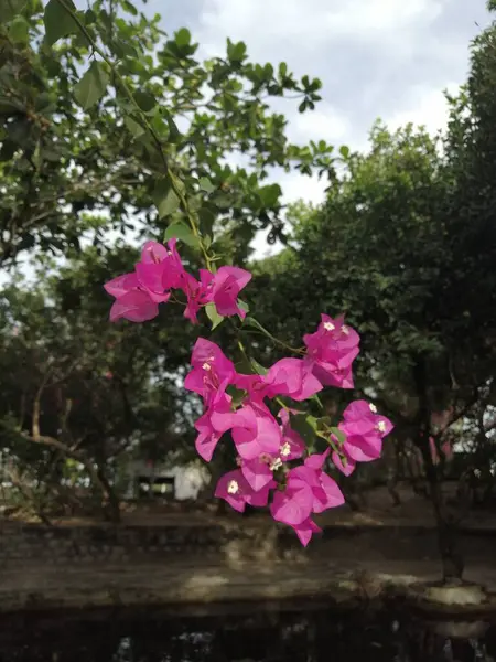 Tropické Květiny Příroda Květiny Zahrada Krásné — Stock fotografie