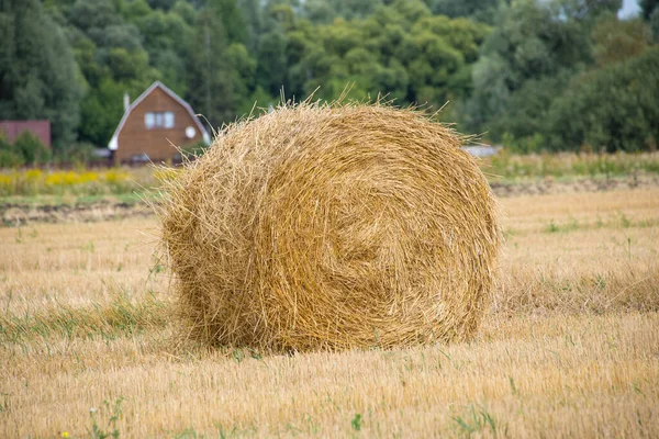 In the village, hay was collected from the field