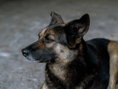 Köpek - üzgün, gün boyunca asfalt yolda yatıyor, kahverengi ve turuncu renkli, melez