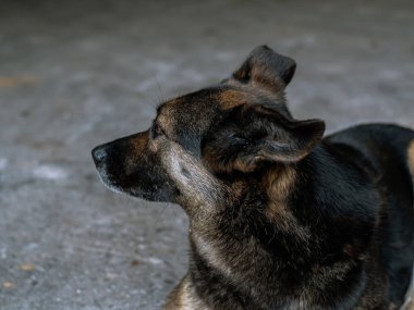 Köpek - üzgün, gri arka asfalt yolda gün boyunca yatıyor, kahverengi ve turuncu renkli, melez