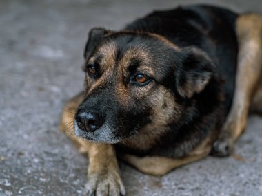 Köpek - üzgün, gri asfalt yolda gün boyunca yatıyor, kahverengi ve turuncu renkli, melez