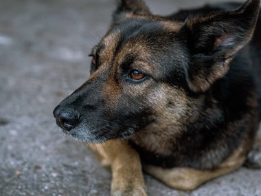 Köpek - üzgün, gün boyunca asfalt yolda yatıyor, kahverengi ve turuncu renkli, melez