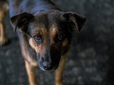 Köpek - üzgün, gri asfalt yolda uzanmış gün boyunca, kahverengi ve turuncu renkli, melez