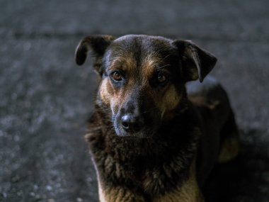 Köpek - üzgün, gri asfalt yolda gün boyunca yatıyor, kahverengi ve turuncu renkli, melez hayvanlar