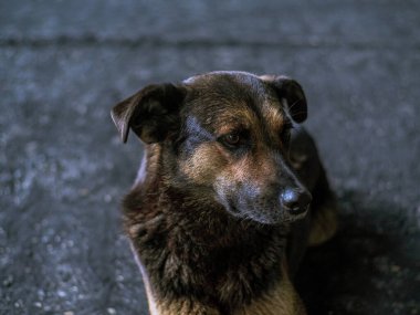 Köpek - üzgün, gri asfalt yolda gün boyunca yatıyor, kahverengi ve turuncu renkli, melez bir hayvan.
